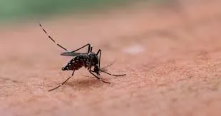 Lagoinha confirma mais duas mortes por febre amarela e região chega a cinco óbitos
