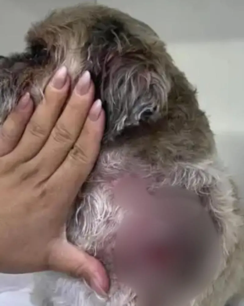 Mulher fica ferida ao tentar salvar shih-tzu de ataque de bull terrier em São José dos Campos