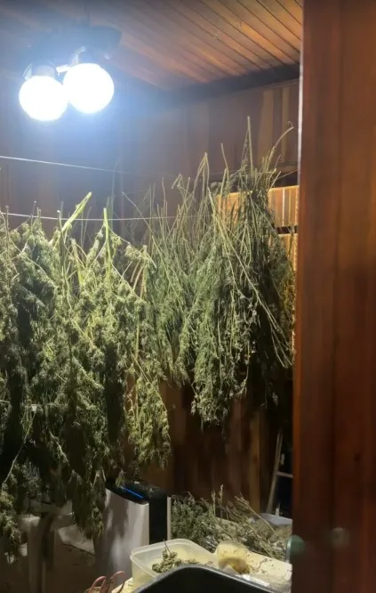 PM Ambiental descobre plantação com mais de 320 pés de maconha e prende dois homens em Paraibuna