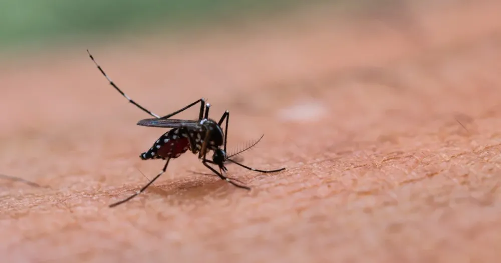 Lagoinha confirma duas mortes por febre amarela e reforça vacinação na cidade