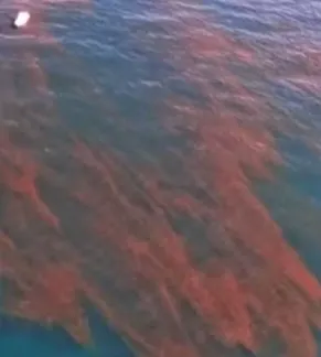 Mancha vermelha no mar do litoral de SP não é tóxica, diz Cetesb